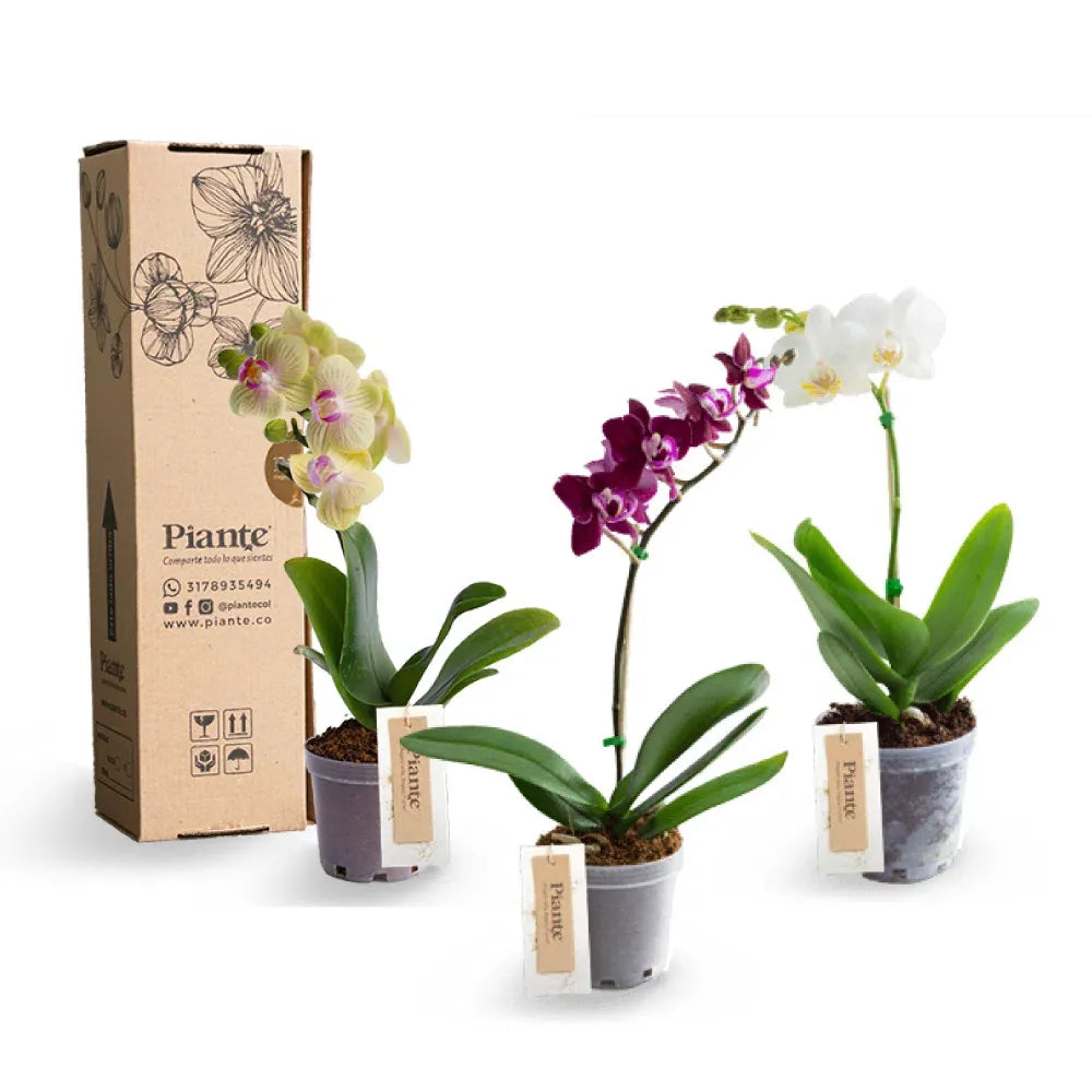 ComboAmixX3OrquideasMiniPremium.webp