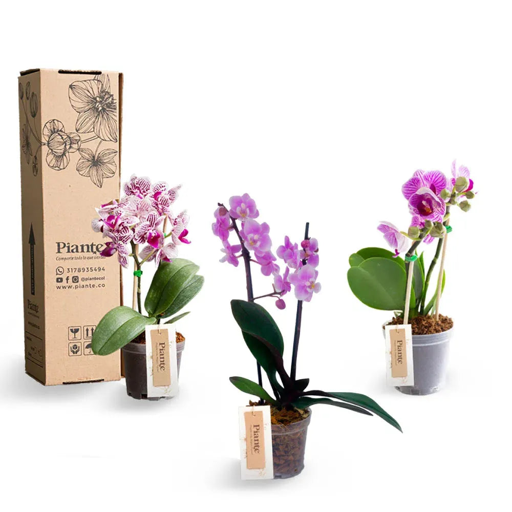 ComboAmixX3OrquideasMiniSupreme.webp