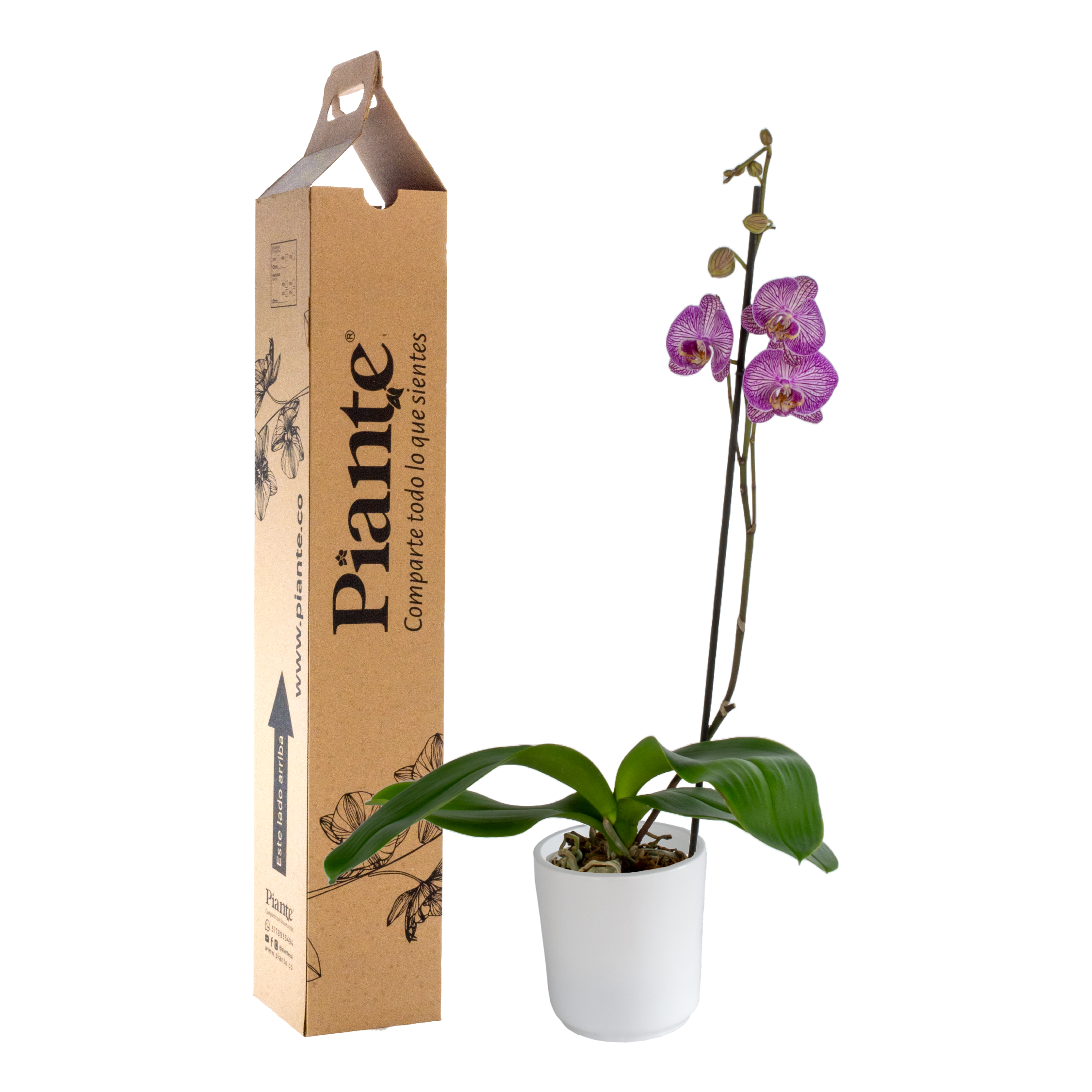 Orquídea Grandi premium EXOTICA Budapest en matera cerámica
