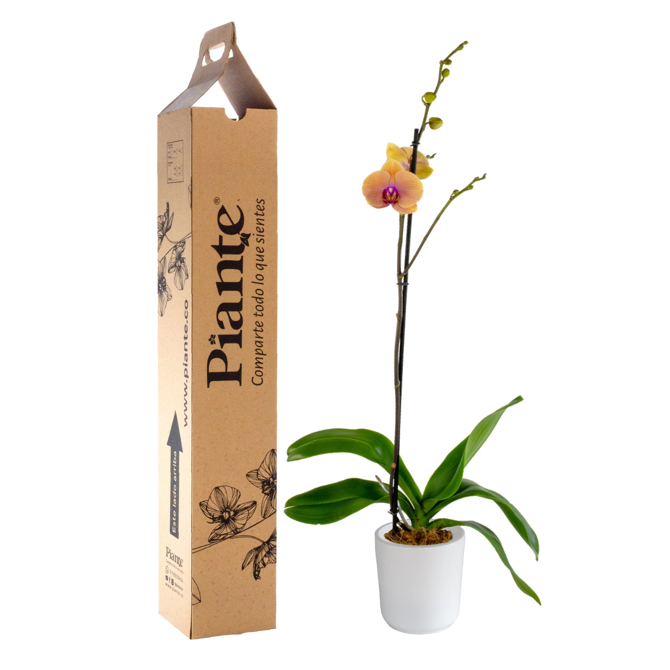 Orquídea Grandi premium SALMON Caribean Dream en matera cerámica