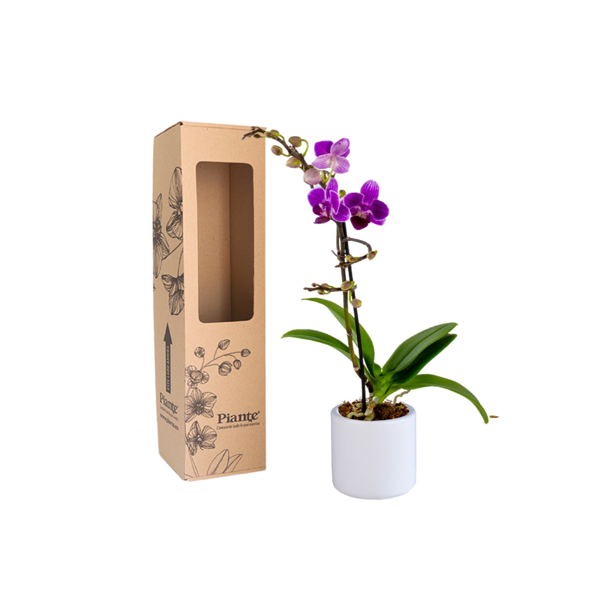Orquídea Mini PREMIUM MORADO Puebla en matera cerámica