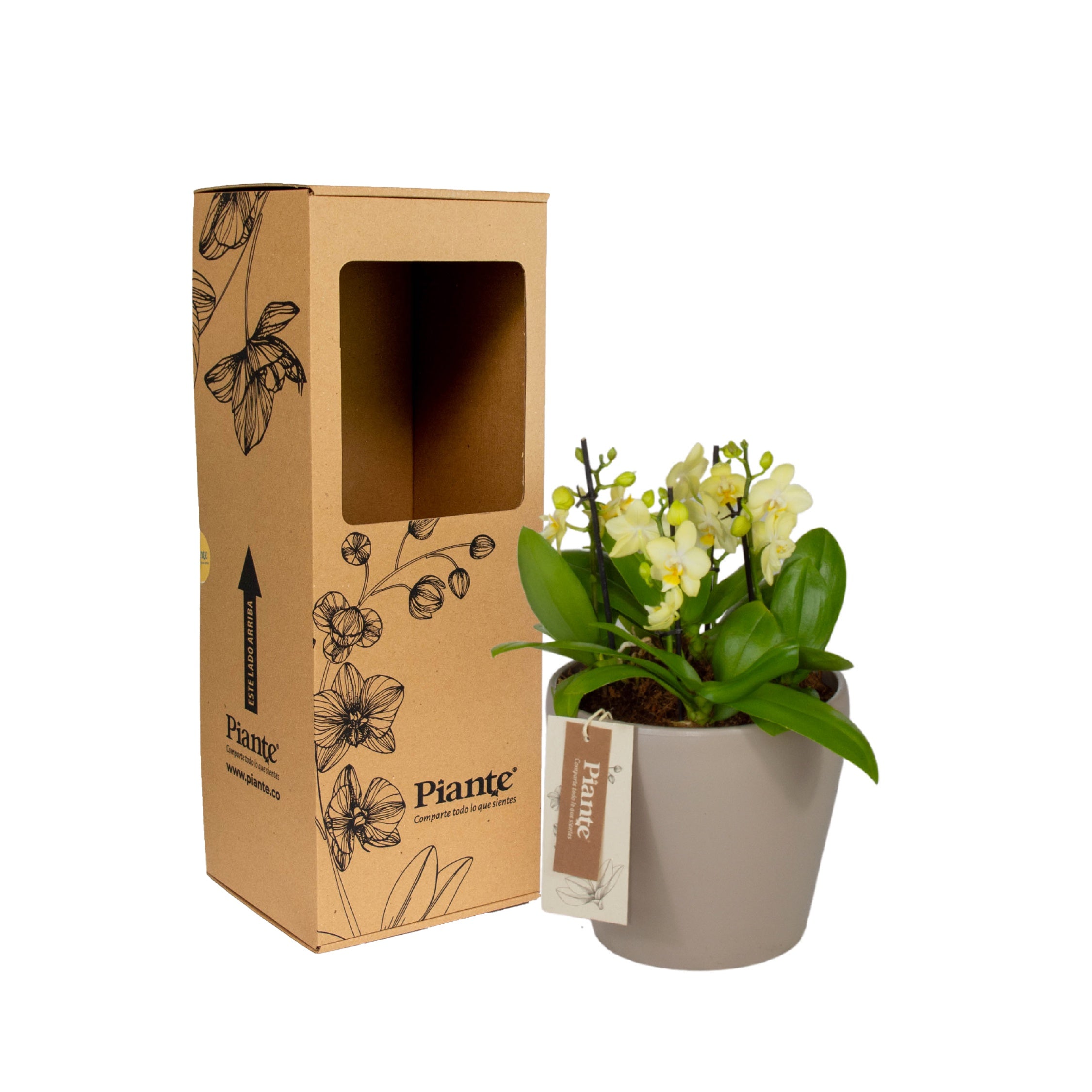 Arreglo_floral_DM_de_Orqu_deas_Mini_Premium_amarillo.jpg