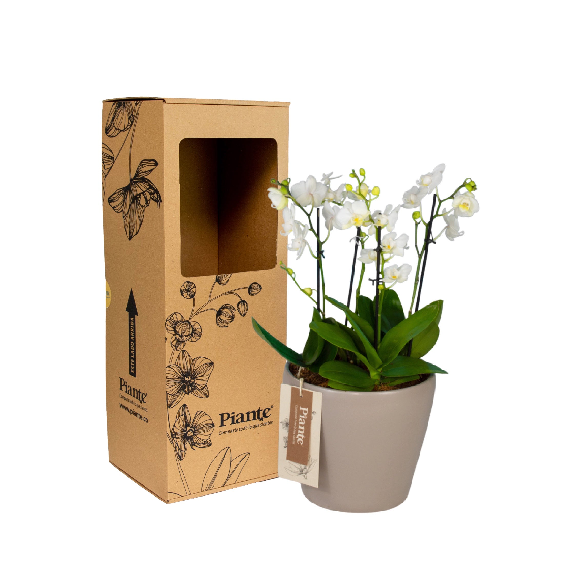 Arreglo_floral_DM_de_Orqu_deas_Mini_Premium_blanco.jpg