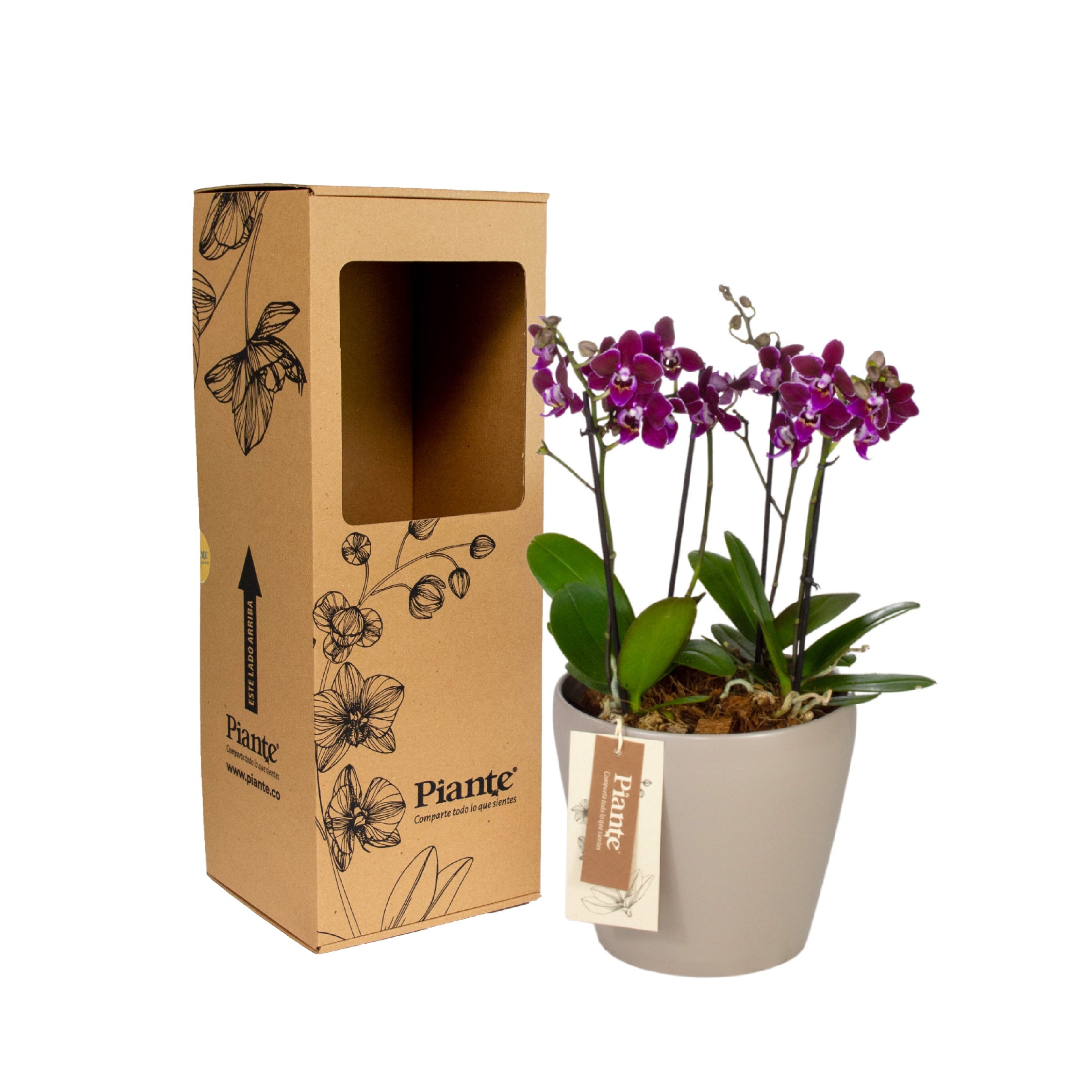 Arreglo_floral_DM_de_Orqu_deas_Mini_Premium_morado.jpg