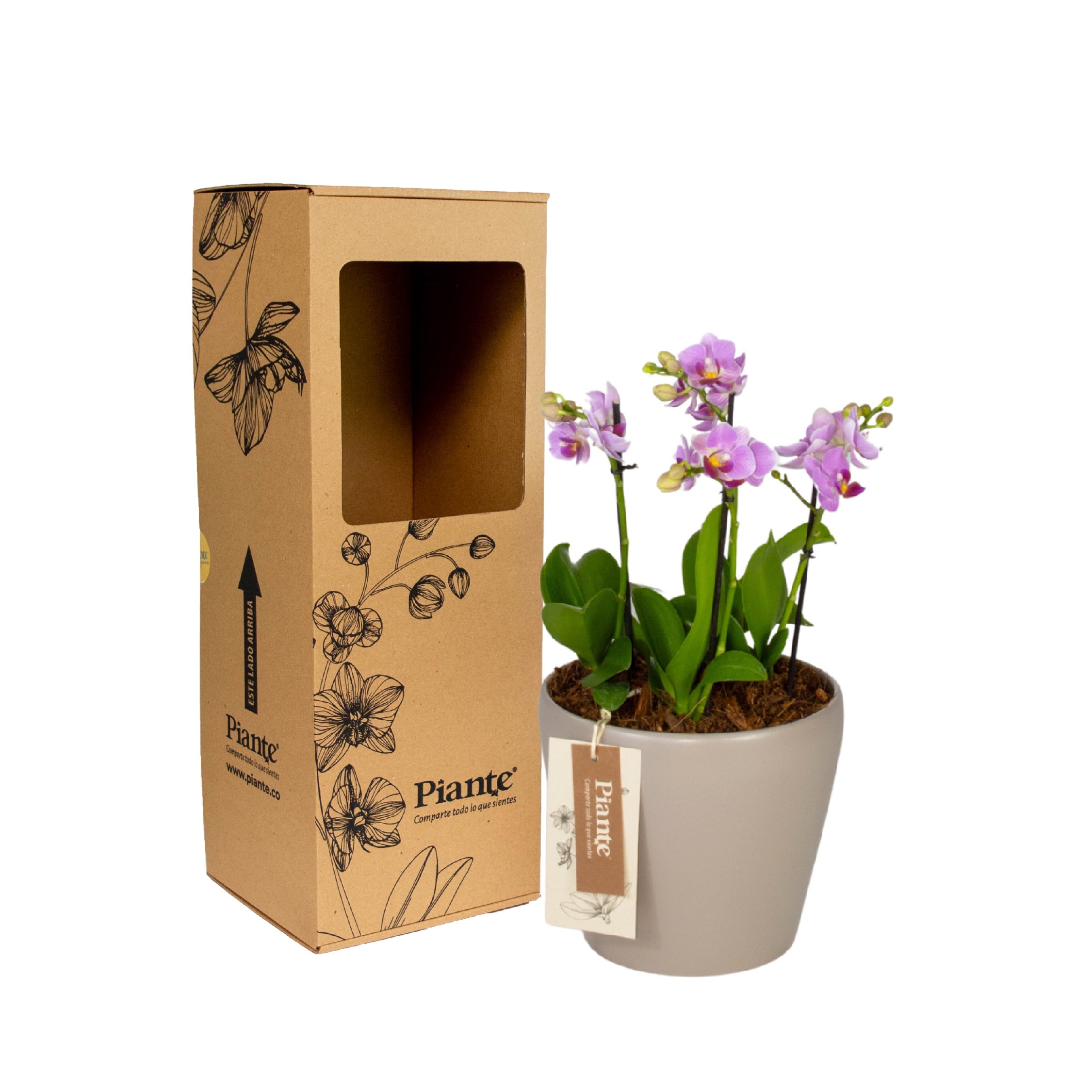 Arreglo_floral_DM_de_Orqu_deas_Mini_Premium_rosado.jpg