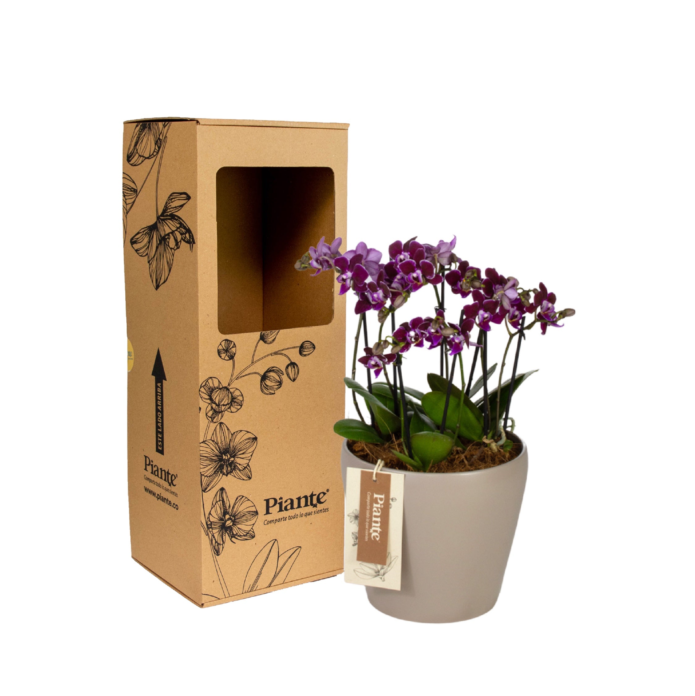 Arreglo_floral_DM_de_Orqu_deas_Mini_Supreme_morado.jpg