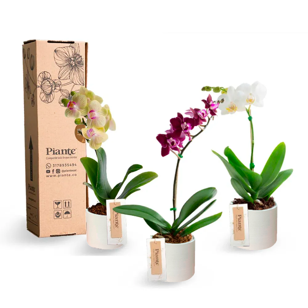 ComboAmixX3OrquideasMiniPremiumCER_AMICA.png