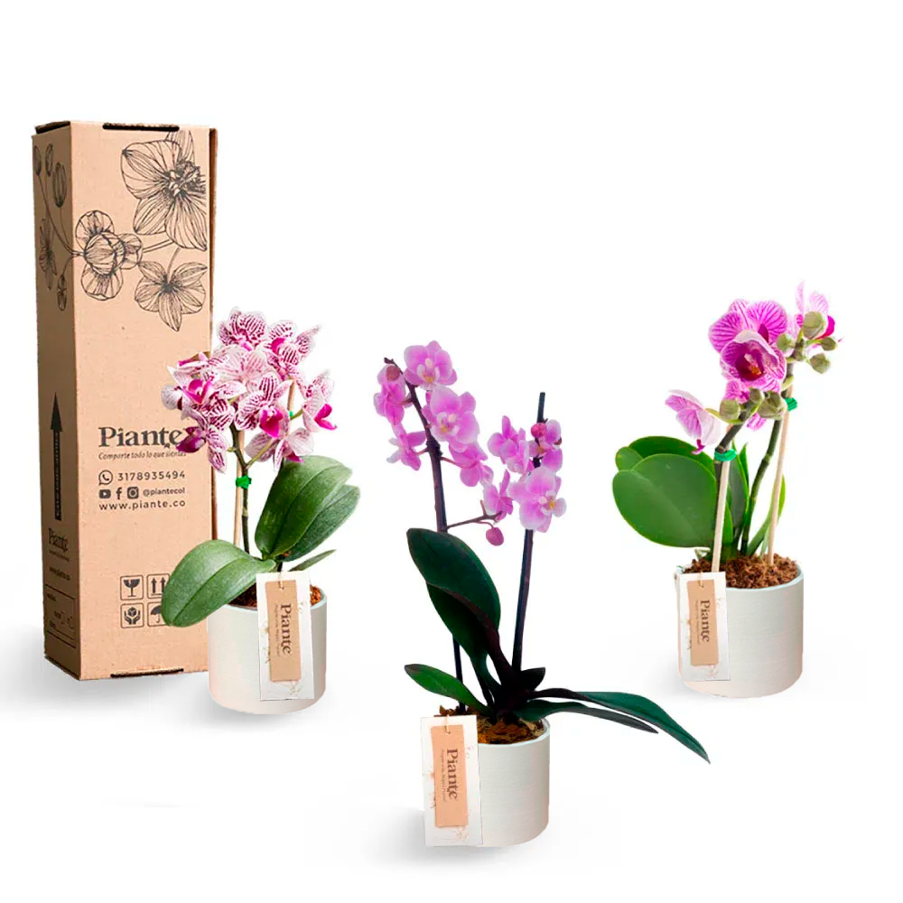 ComboAmixX3OrquideasMiniSupremeCERAMINA.png