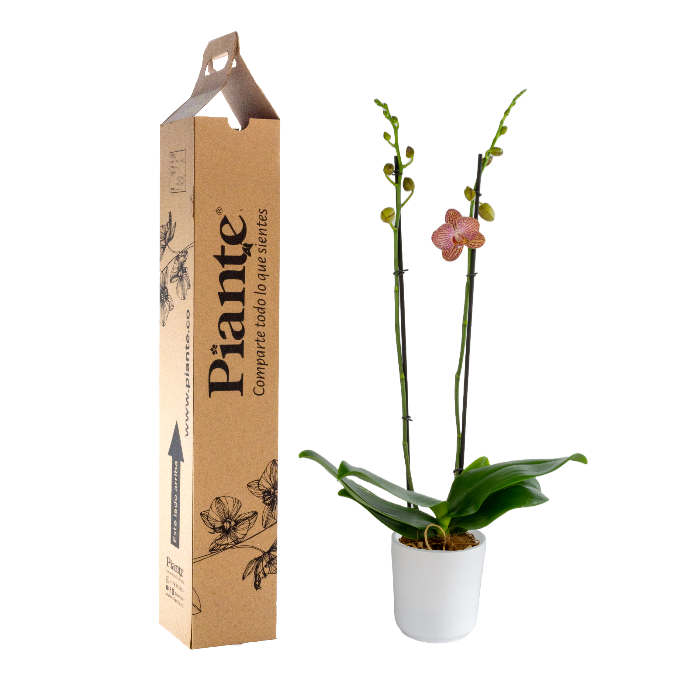 Orquídea Grandi supreme EXOTICA Pulsation en matera cerámica