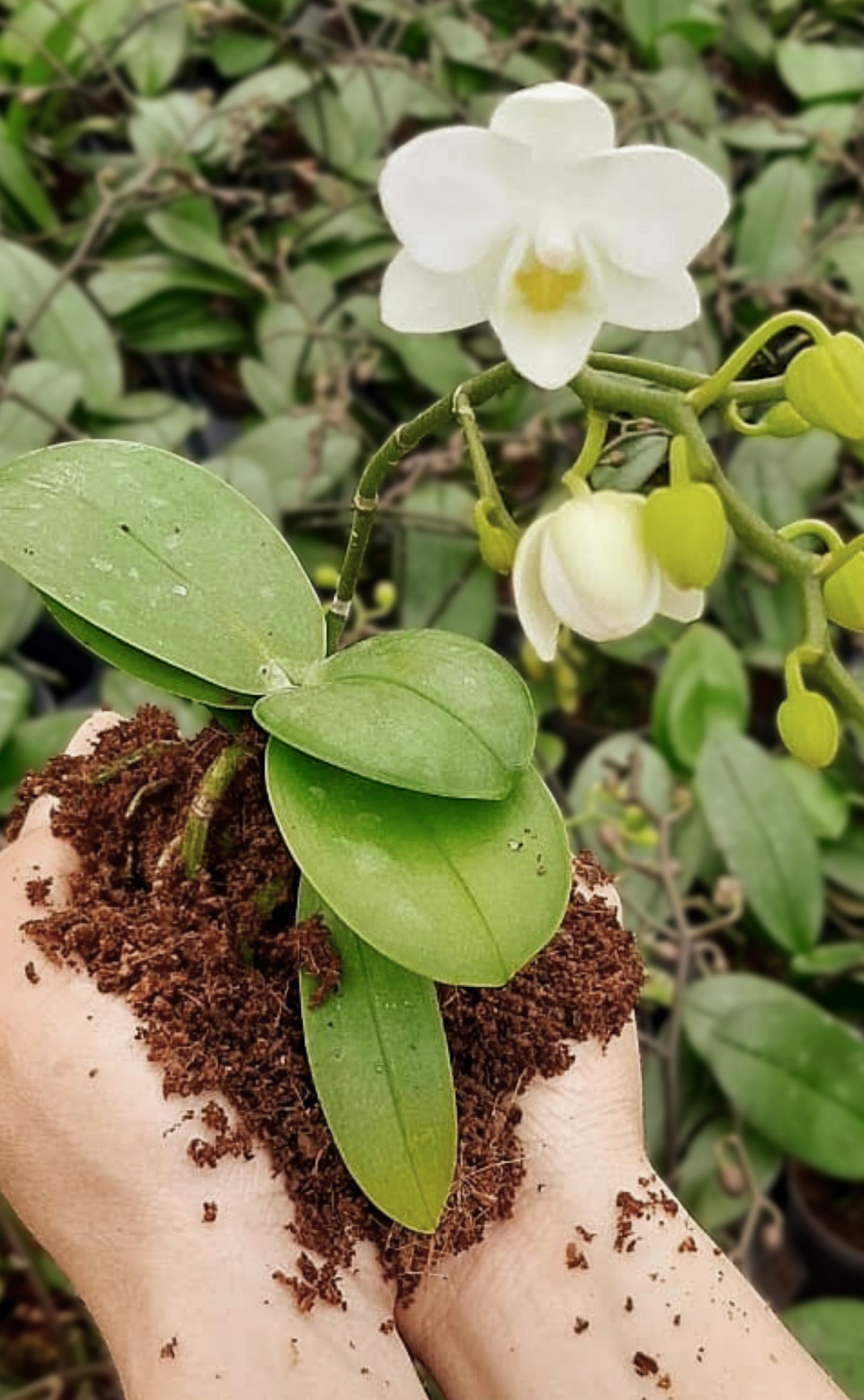 FOTOS_VIVERO_PIANTE_3.png