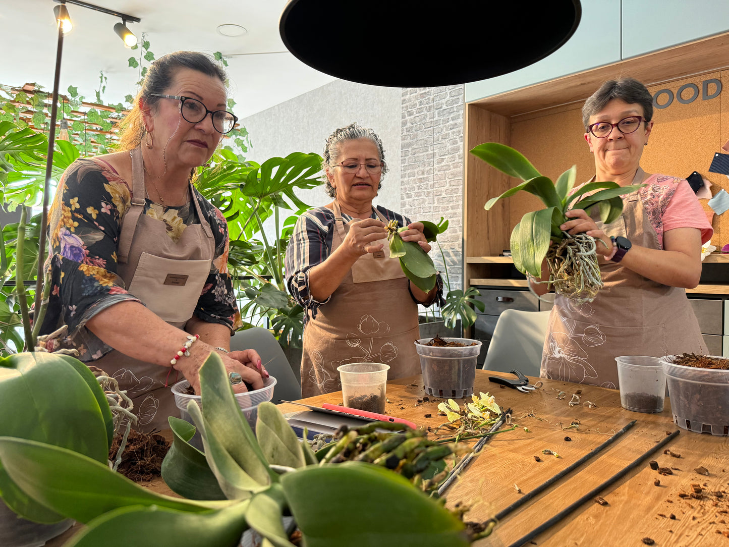 Taller florecer Piante Orquídeas