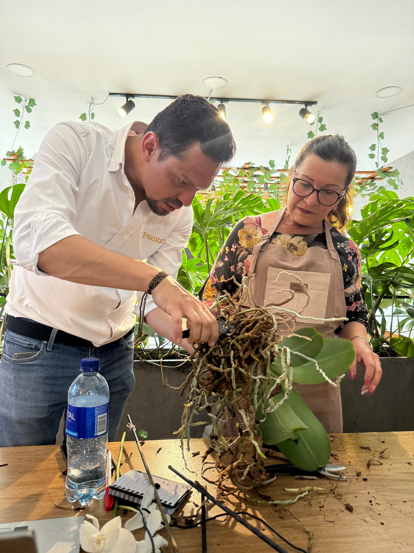 Taller florecer Piante Orquídeas