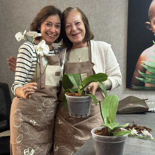 Taller florecer Piante Orquídeas