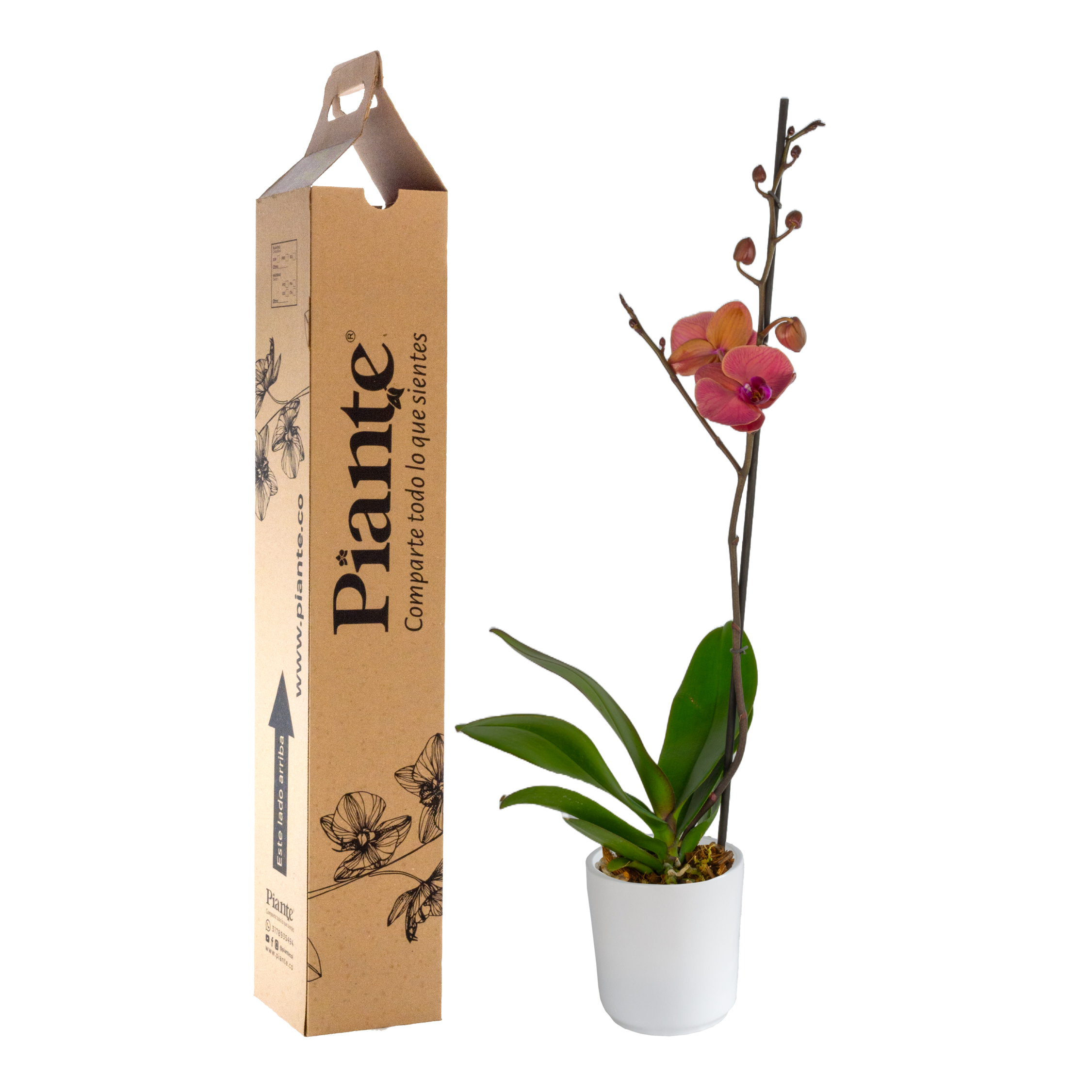 Orquídea Grandi premium SALMON Asian Coral en matera cerámica