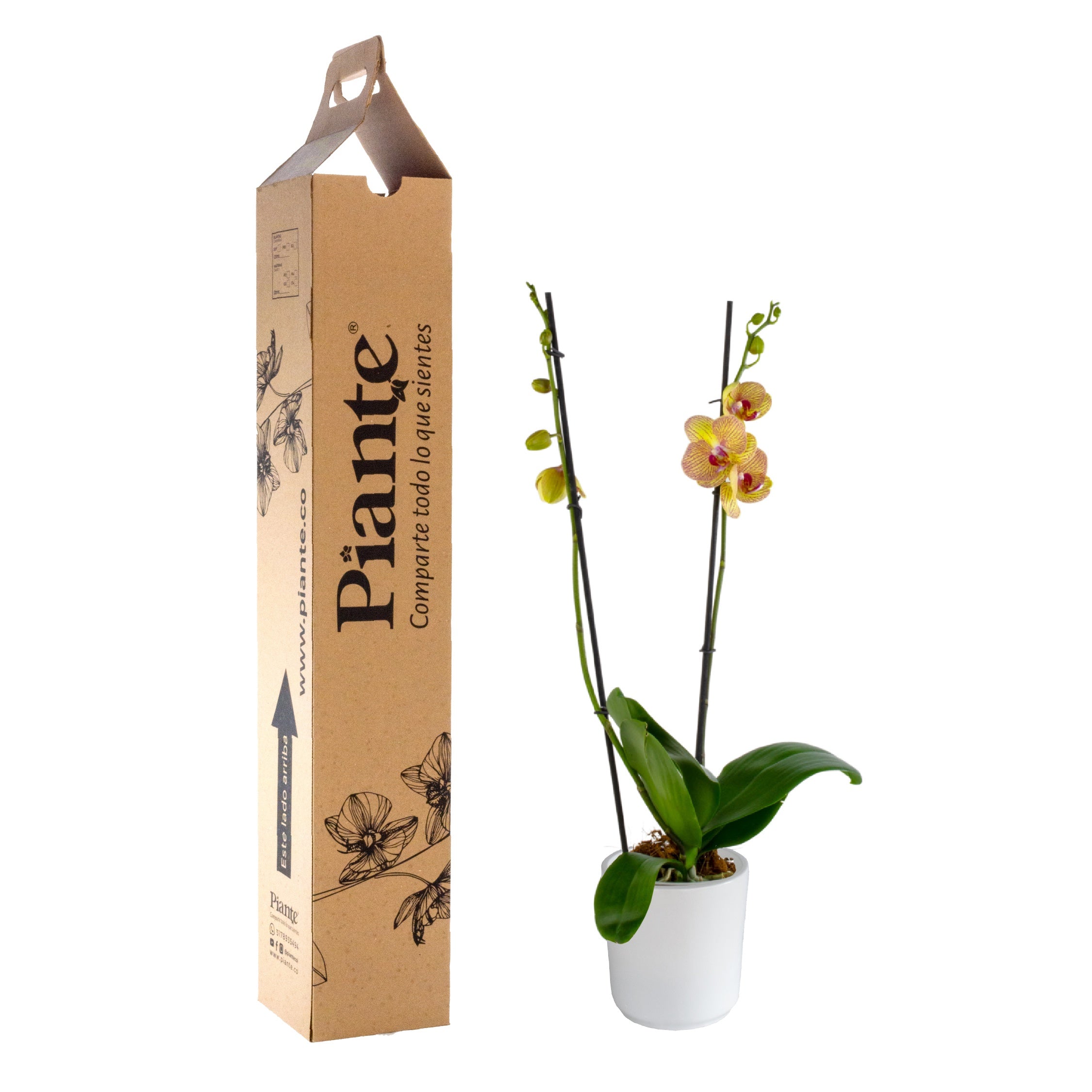 Orquídea Grandi supreme EXOTICA Attina en matera cerámica