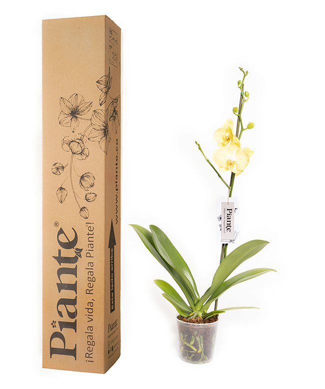 OrquideaGrandiPremiumFerrara.jpg