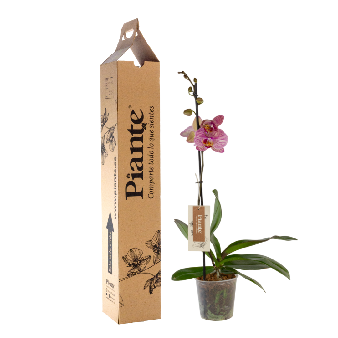 OrquideaGrandiPremiumJupiter.png