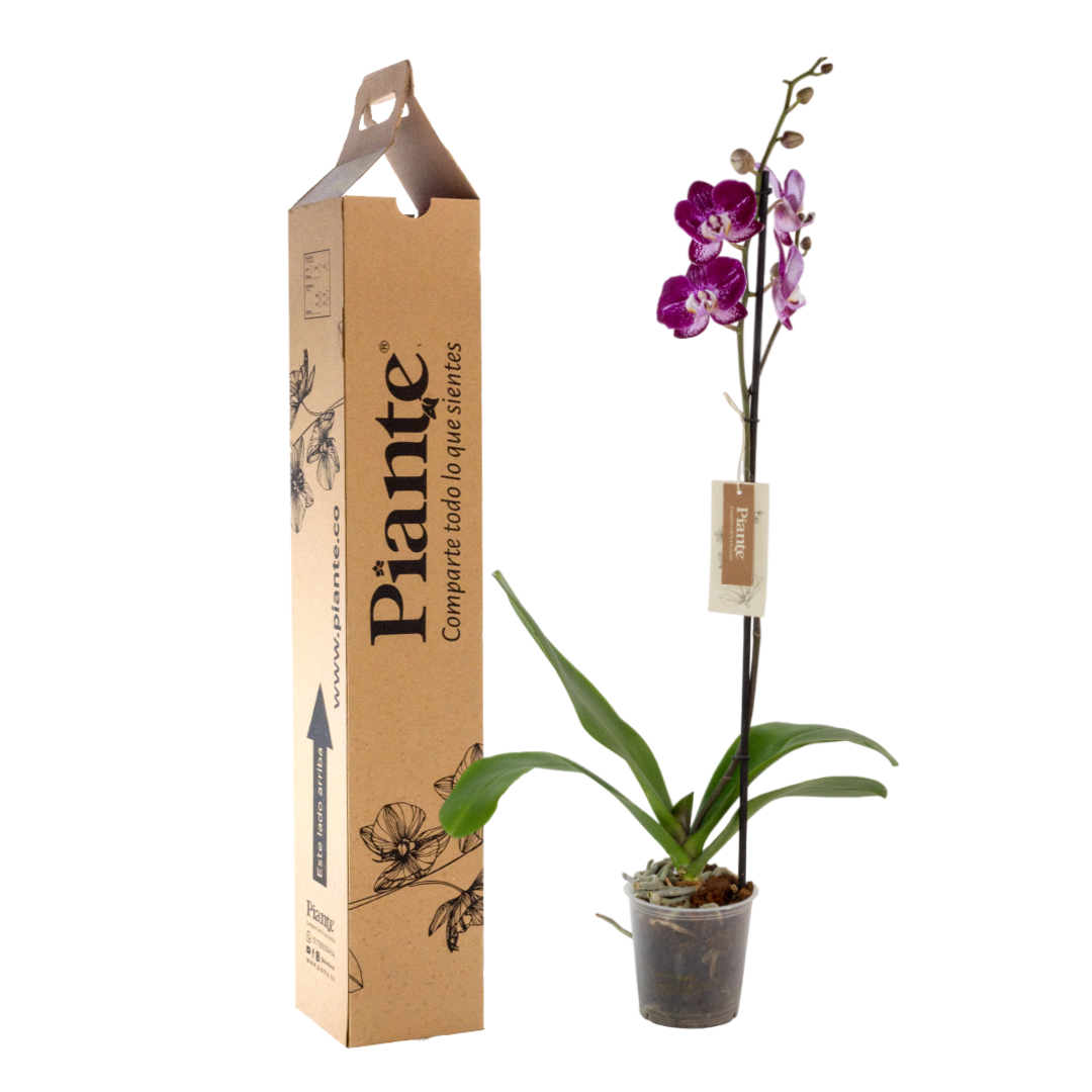 OrquideaGrandiPremiumReims.png