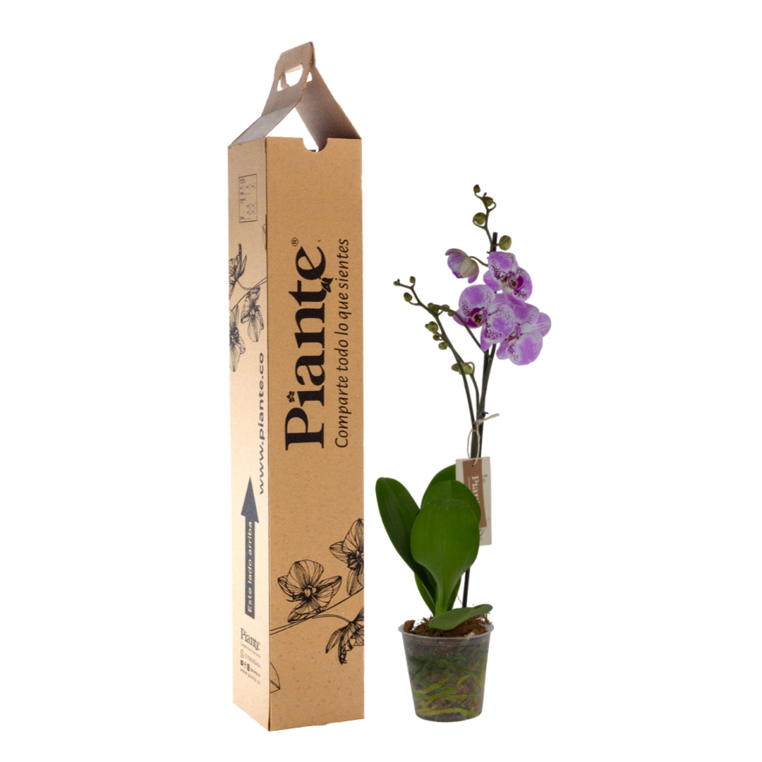 OrquideaGrandiPremiumSevilla.png