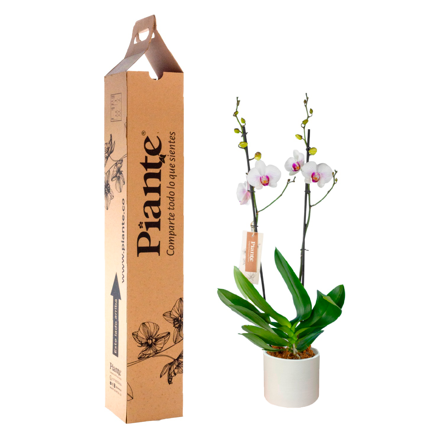 Orquídea Grandi supreme BLANCO LABIO ROJO Mountion en matera ceramica