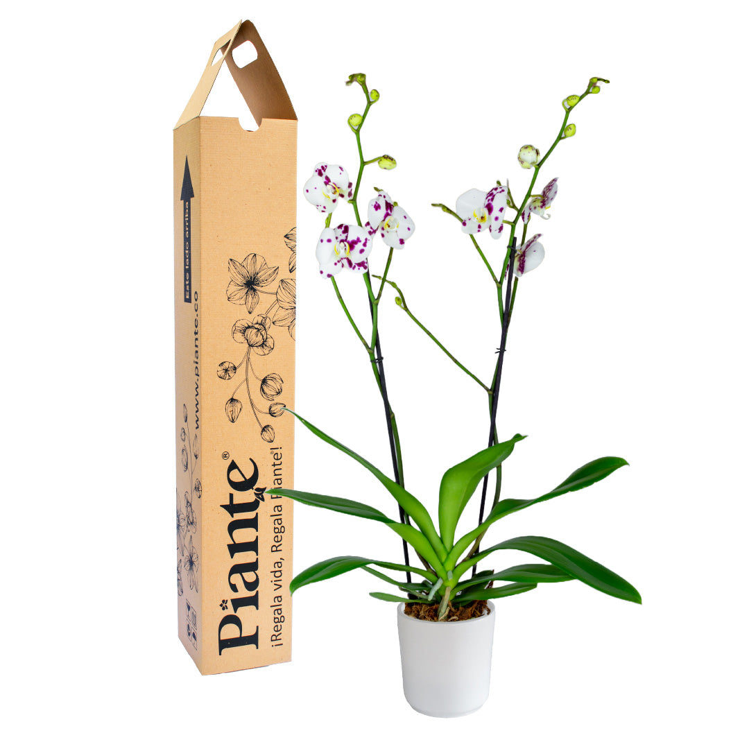 Orquídea Grandi supreme EXOTICA Palamos en matera ceramica