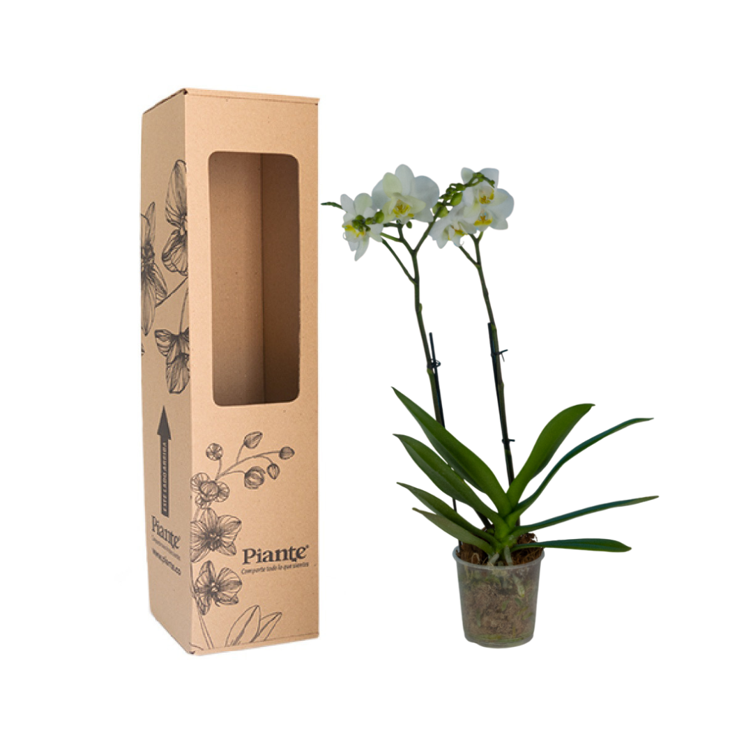 OrquideaMidiSupremeLech.png