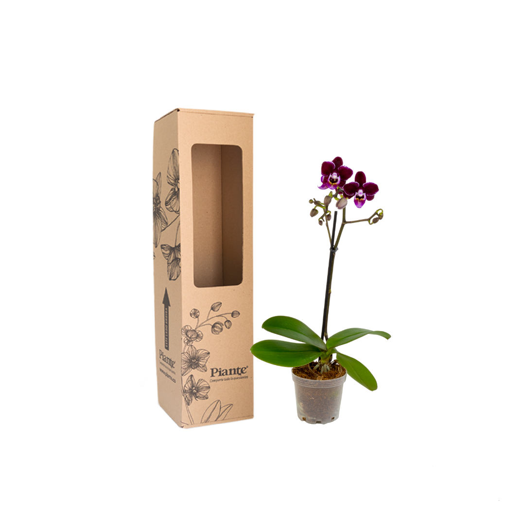 Orquídea Mini Premium Santa Barbara