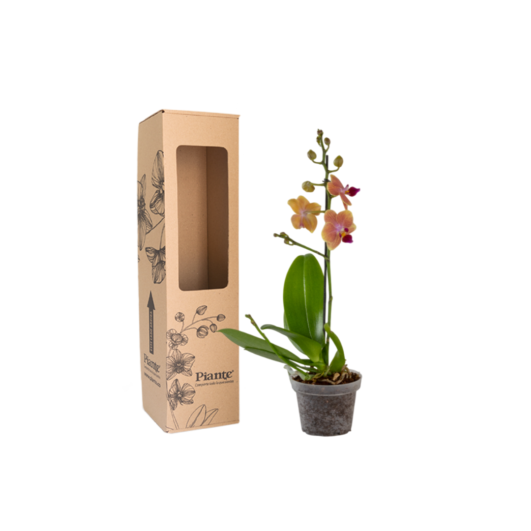 OrquideaMiniPremiumSogoJisso.png