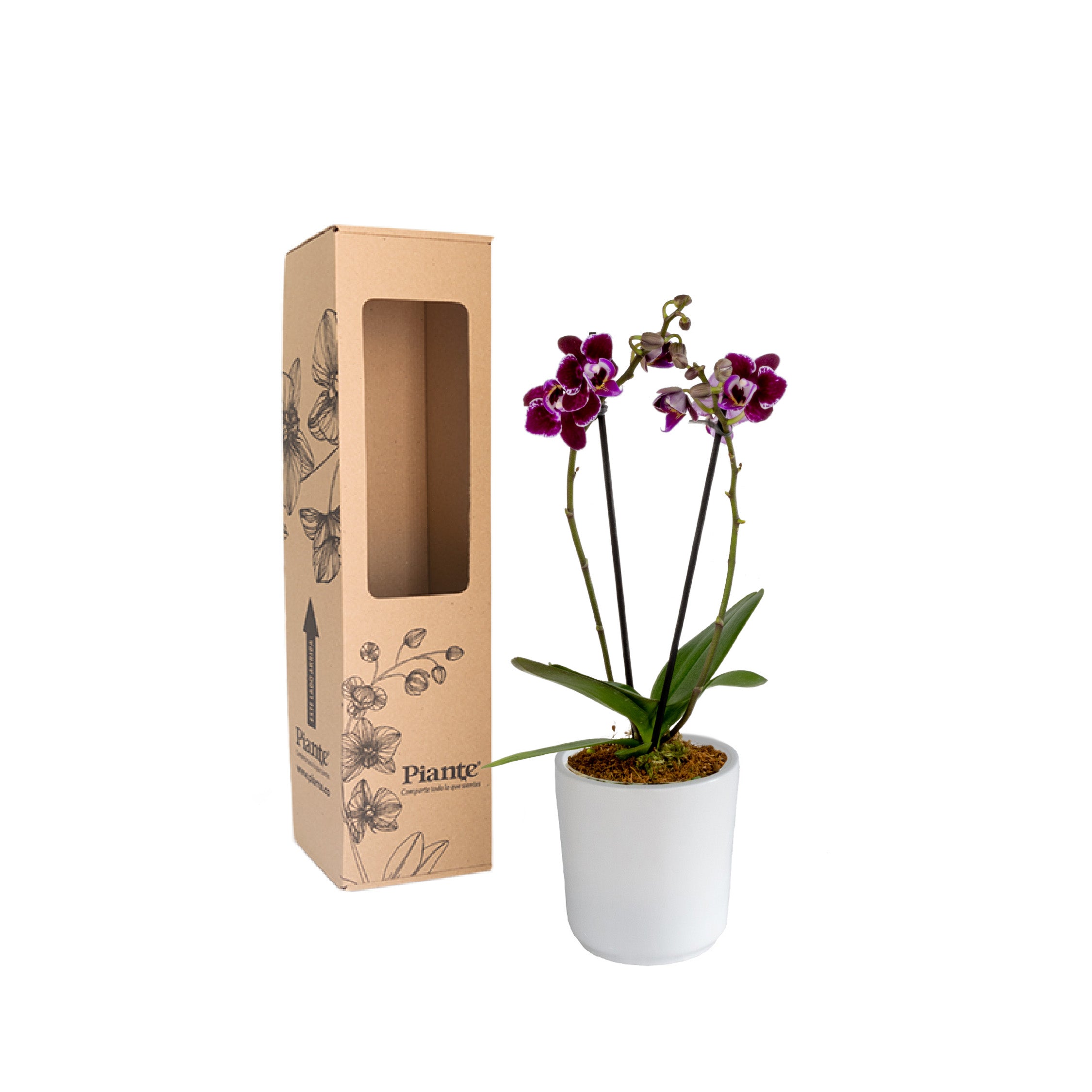 Orquídea Mini SUPREME MORADO Santa Barbara en matera cerámica