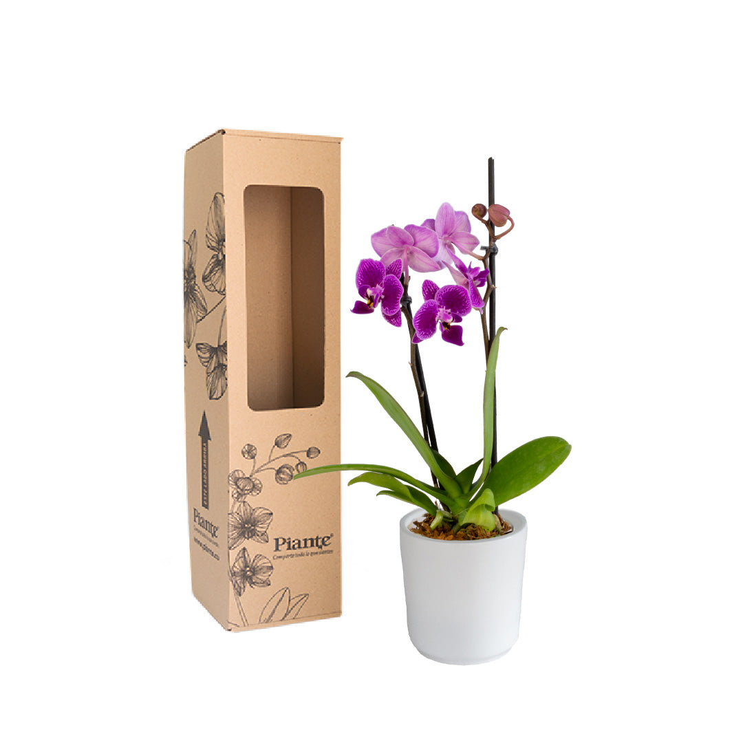 Orquídea Mini SUPREME MORADO Santa Rosa en matera cerámica