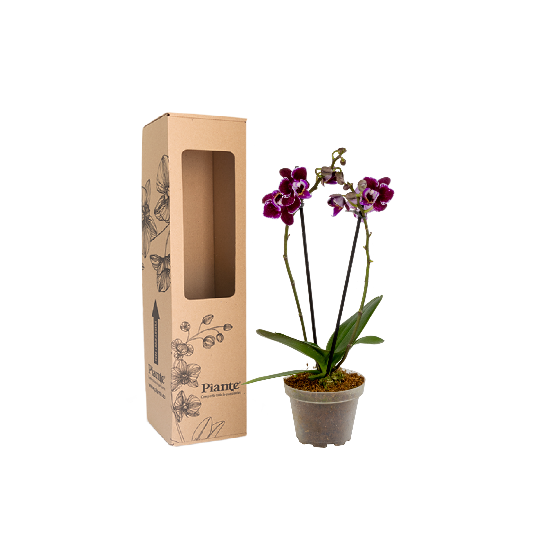 Orquídea Mini Supreme Santa Barbara