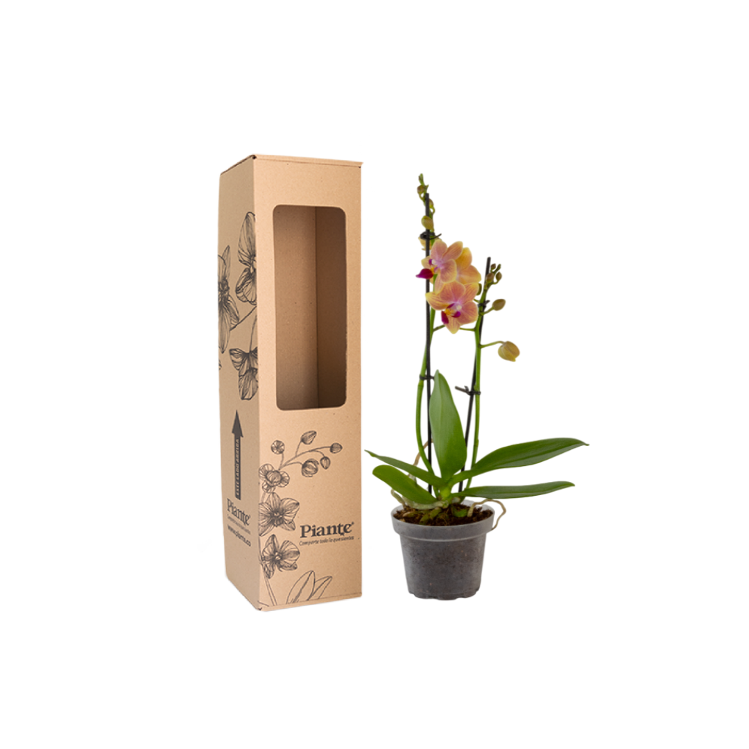 OrquideaMiniSupremeSogoJisso.png
