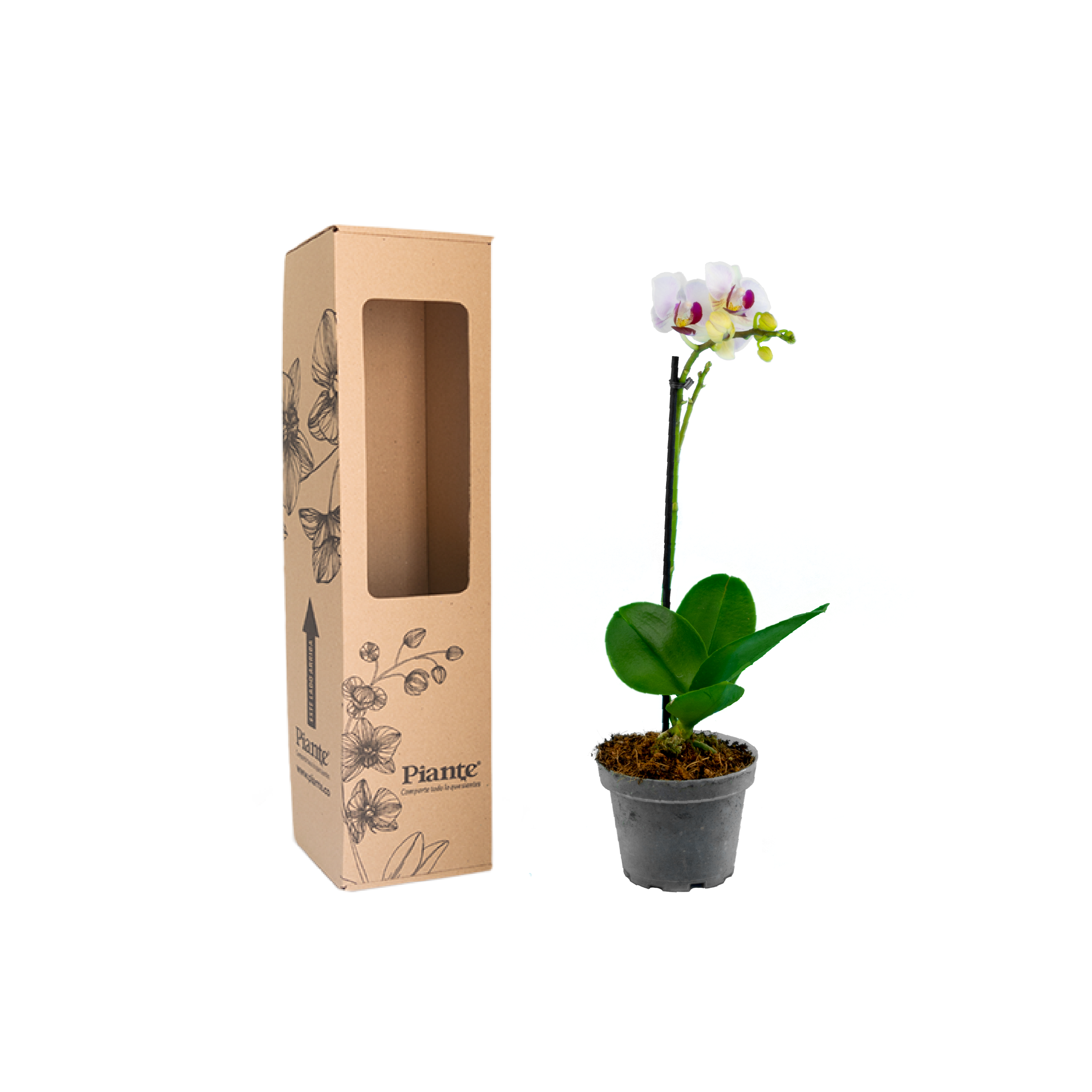 OrquideaminipremiumLittleSpirit.png