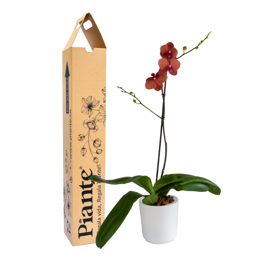 Orquídea Grandi premium NARANJA Surf song en matera cerámica