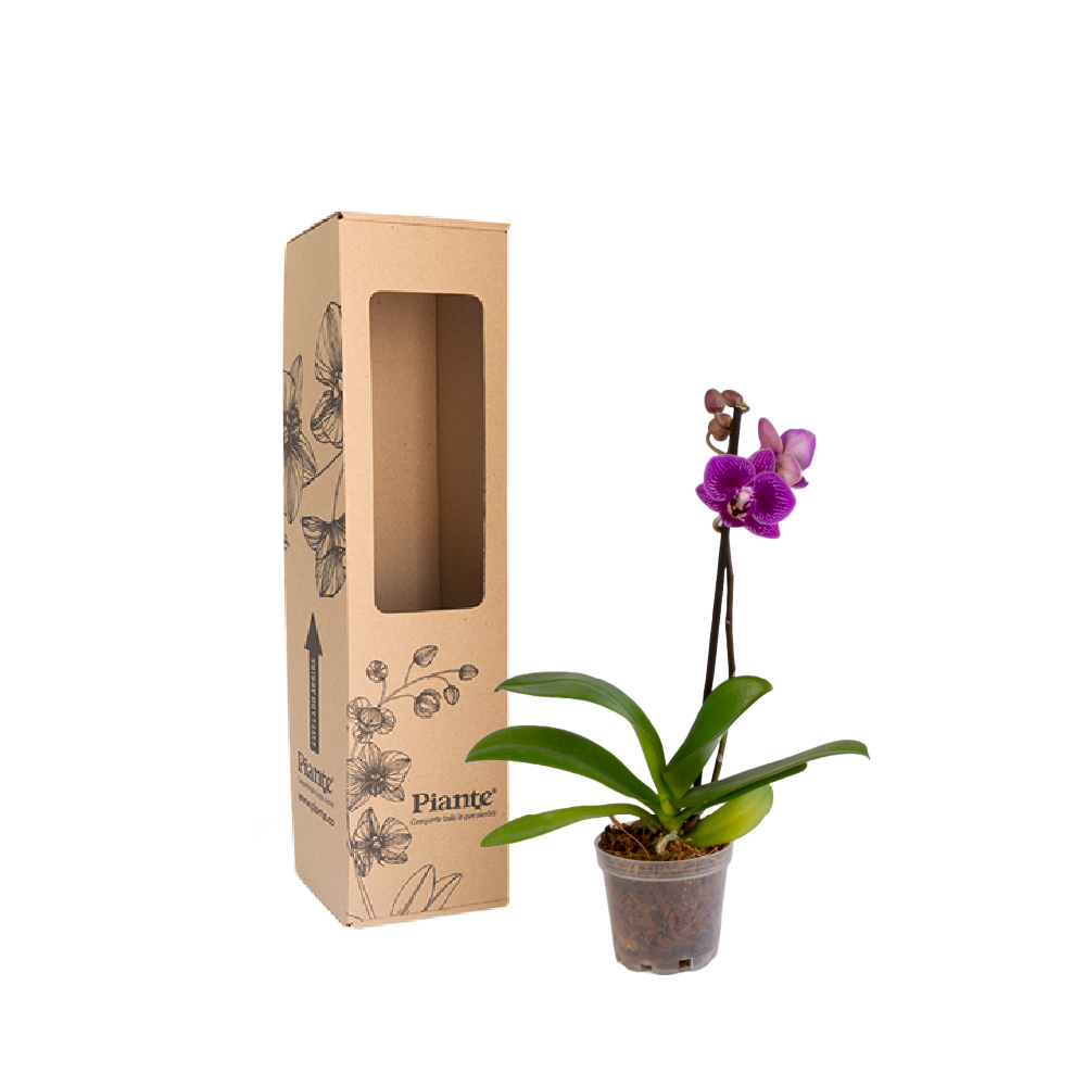 Orquídea Mini PREMIUM MORADO Queenstone