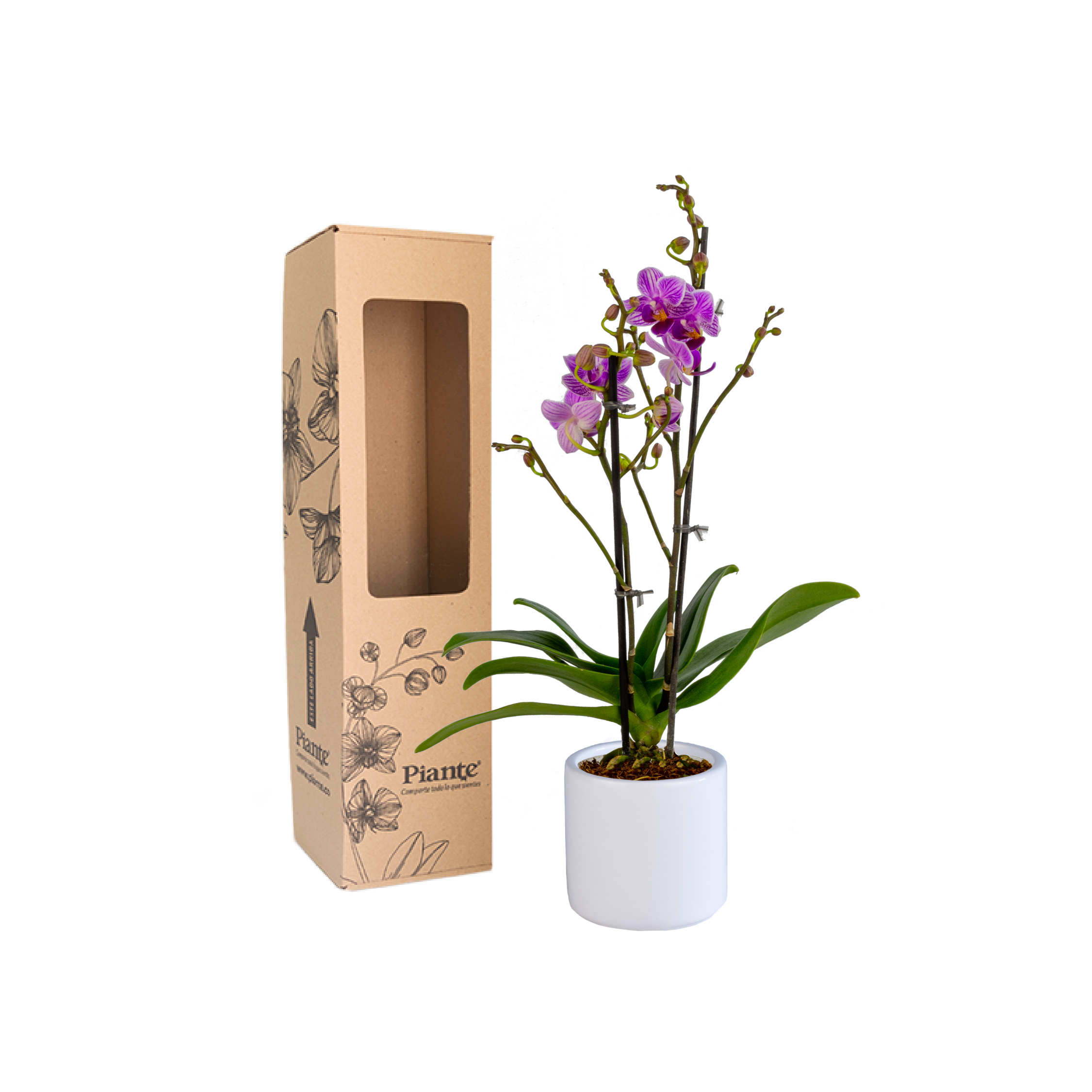 Orquídea Mini SUPREME MORADO Salta en matera de cerámica