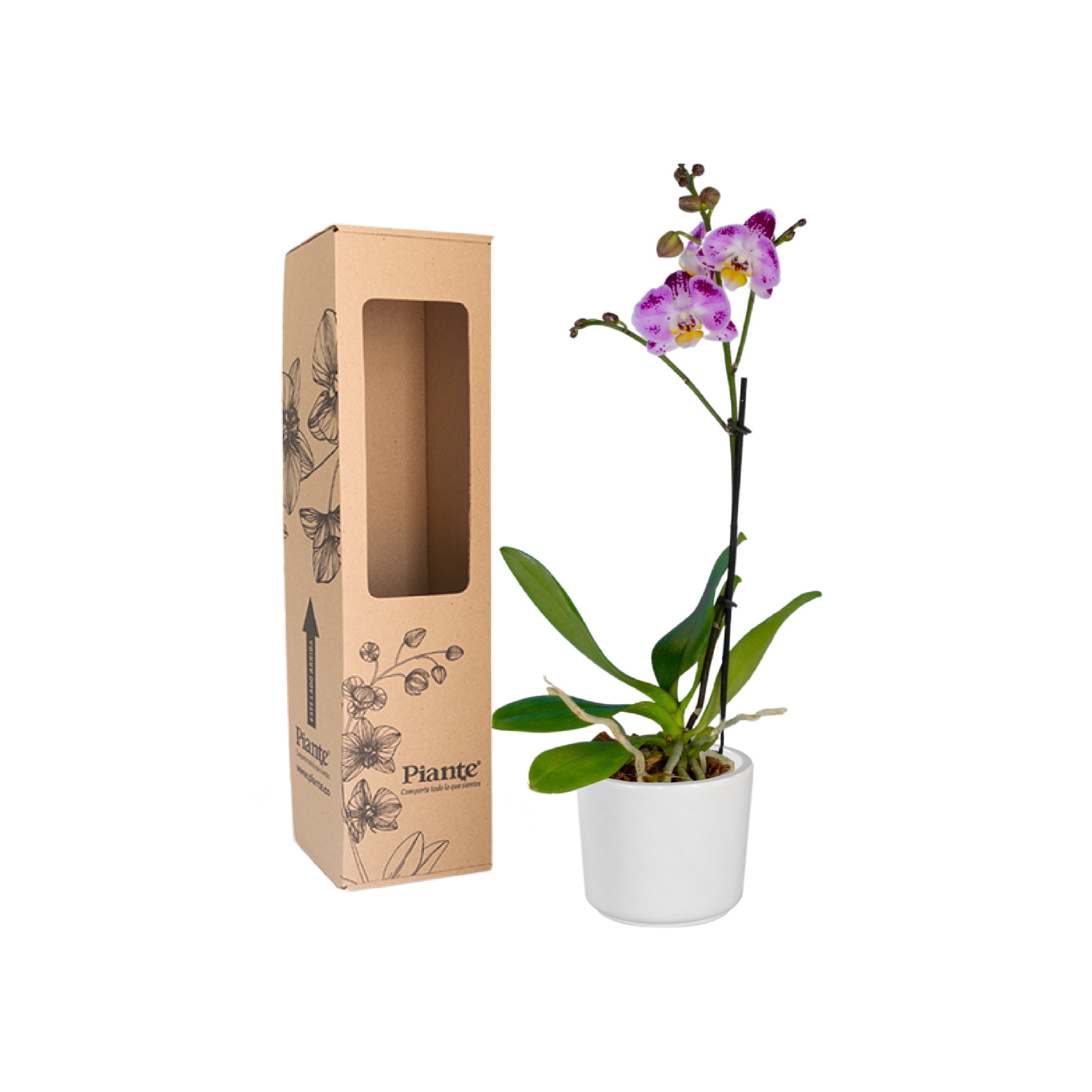 Orquídea Midi SUPREME EXOTICA Bubbles en matera cerámica
