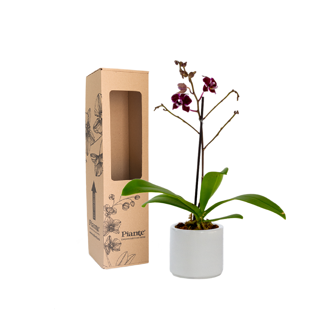 Orquídea Mini PREMIUM EXOTICA Grenoble en matera cerámica