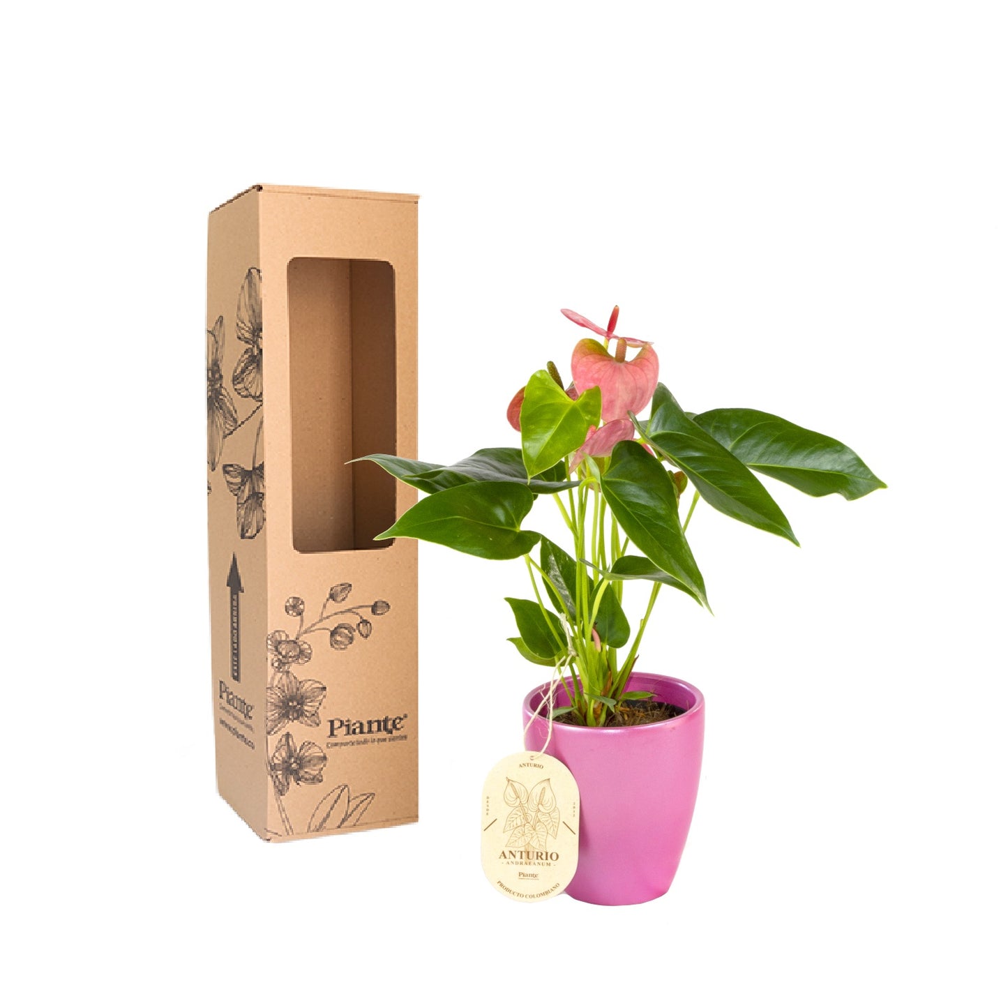 Anturio Rosado Flor Eterna