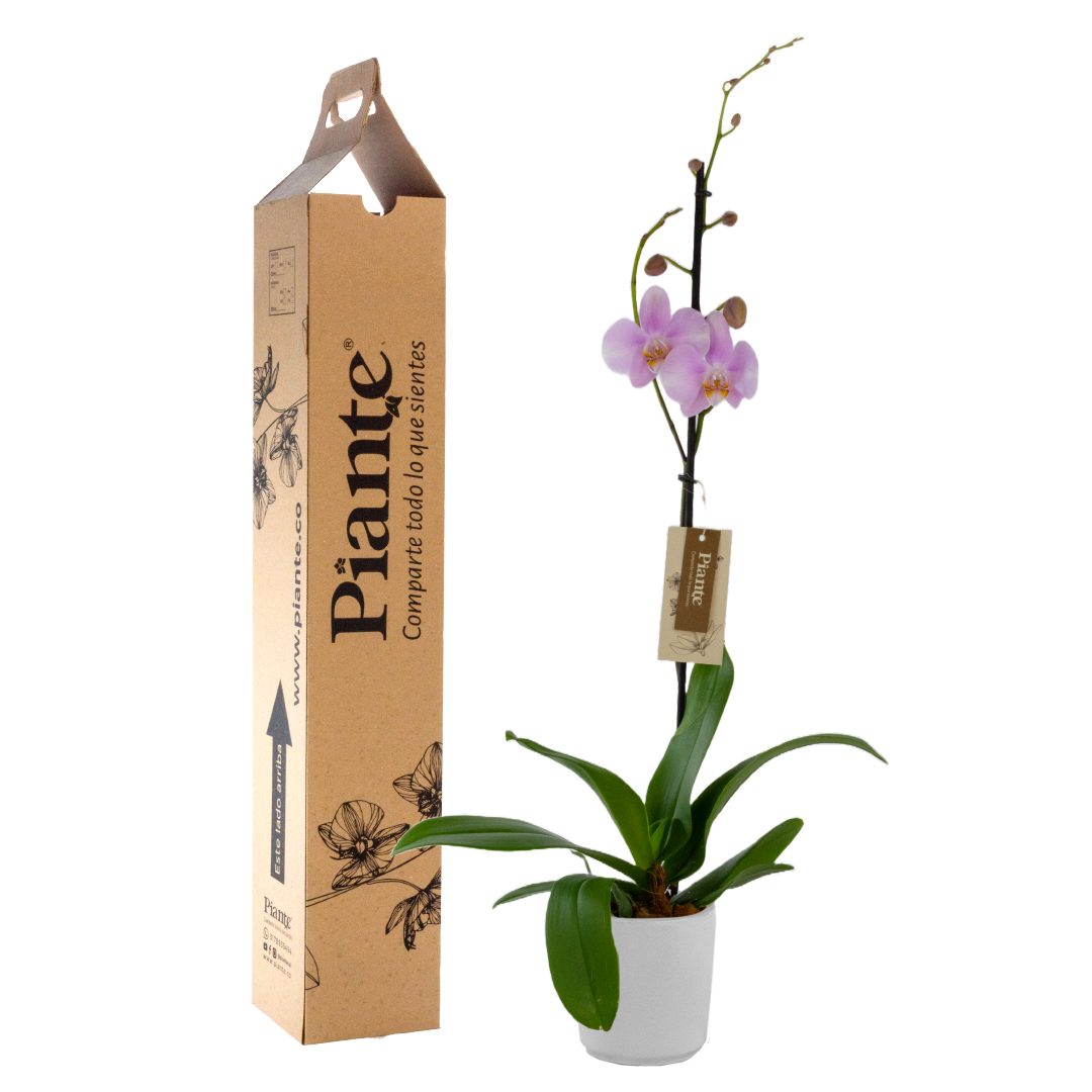 Orquídea Grandi premium ROSADO Timon en matera cerámica
