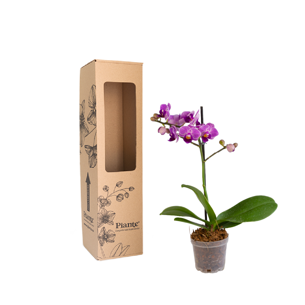 Orquídea Mini PREMIUM EXOTICA Salitre