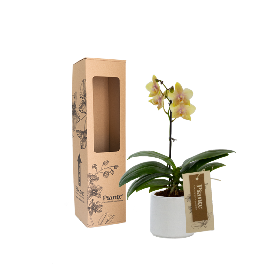 Orquídea Mini PREMIUM AMARILLO Little Carambola en matera cerámica