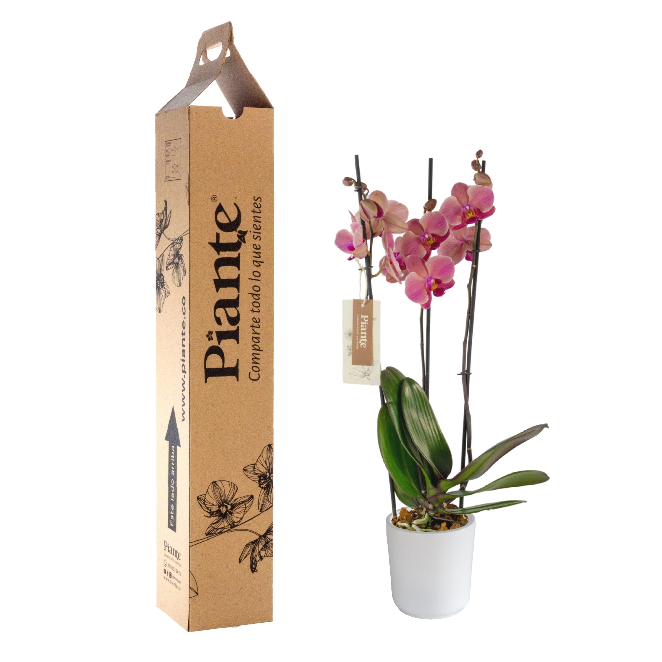 Orquídea Grandi elite SALMON Narbone en matera cerámica