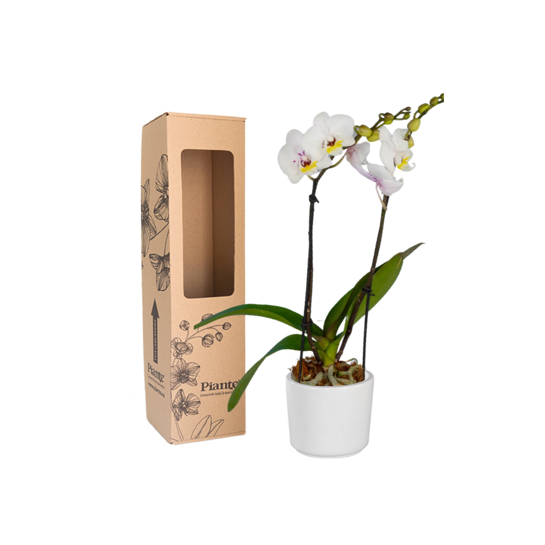 Orquídea Midi SUPREME EXOTICA Sparkle en matera cerámica