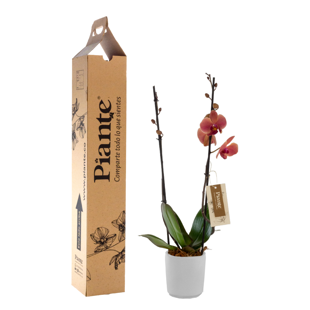 Orquídea Grandi supreme SALMON Narbone en matera cerámica