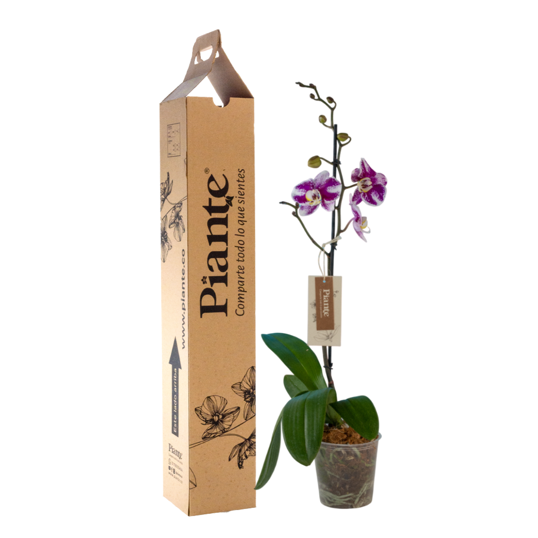 orquideagrandipremiunbarcelona.png