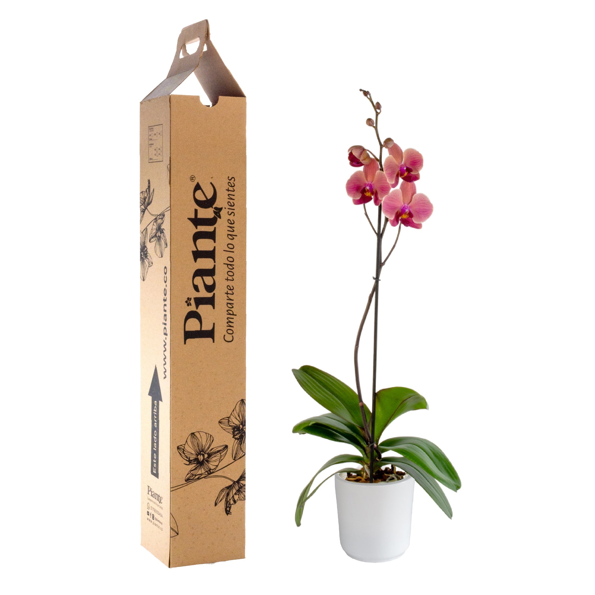 Orquídea Grandi premium SALMON Narbone en matera cerámica