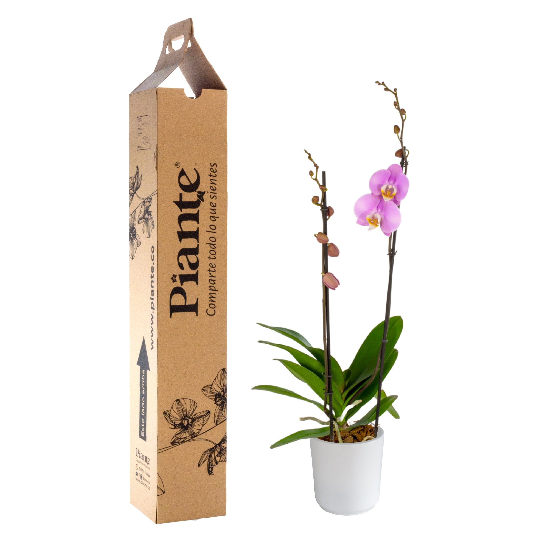 Orquídea Grandi supreme ROSADO Rosion en matera cerámica