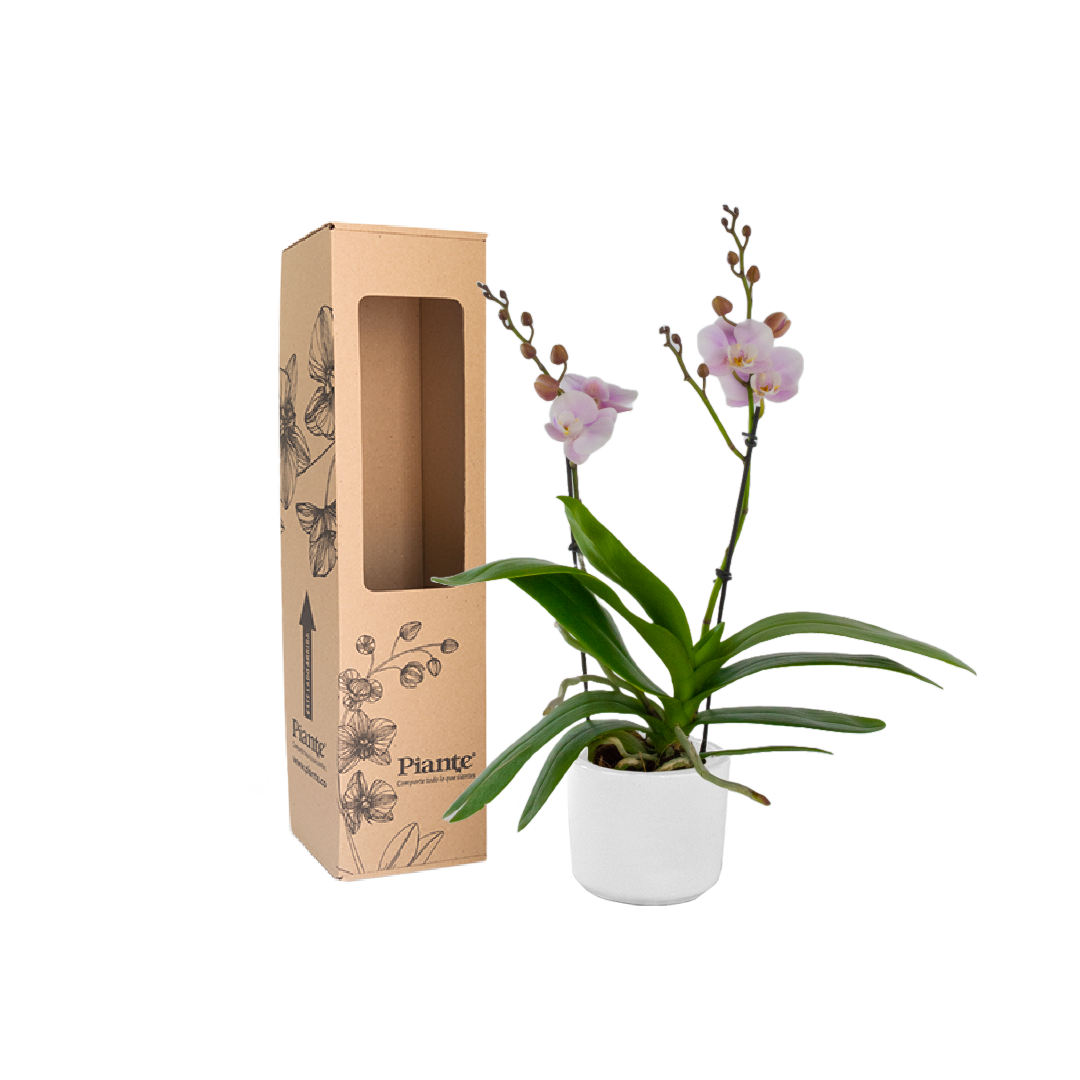 Orquídea Midi SUPREME ROSADO Mimosakura en matera cerámica
