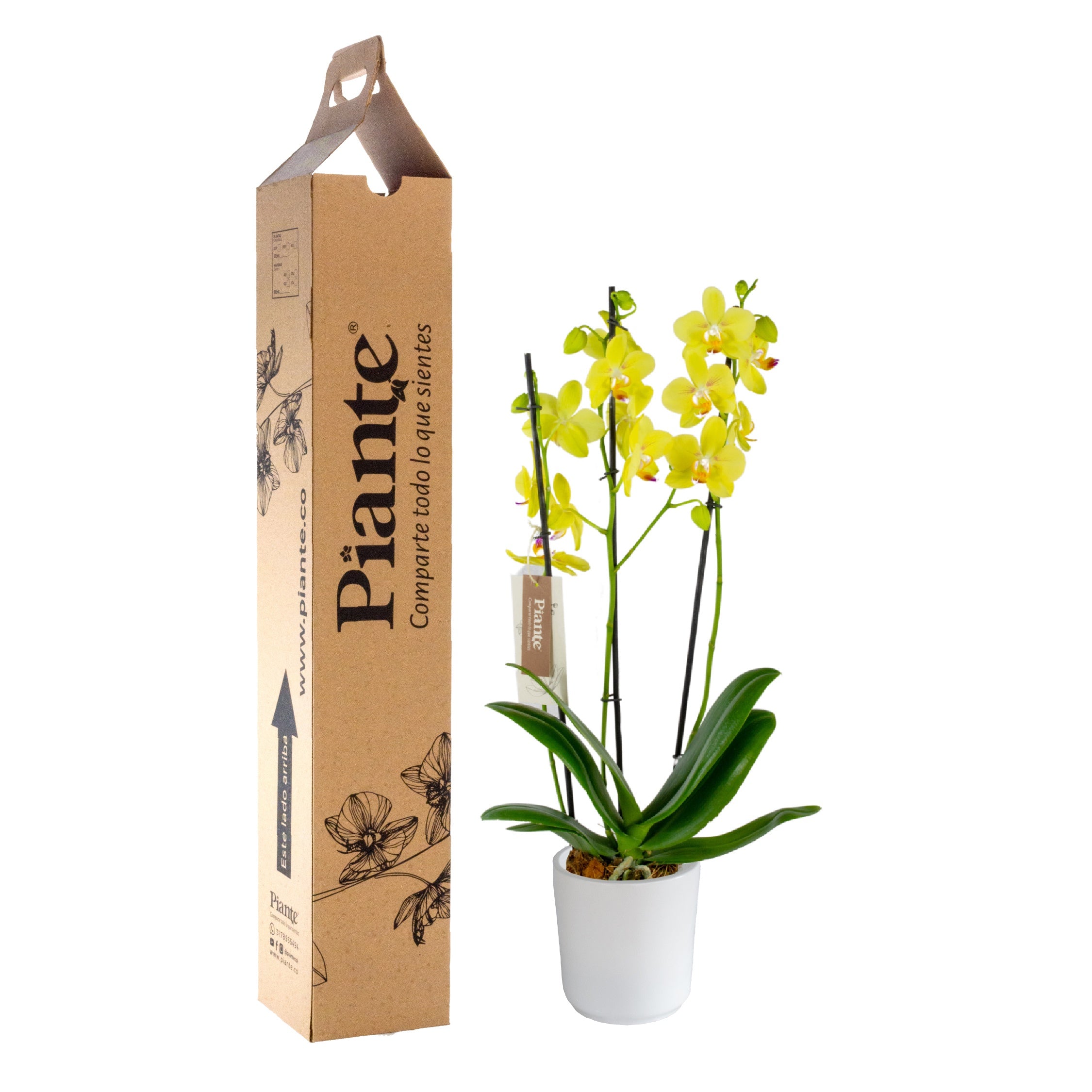 Orquídea Grandi elite AMARILLO Inti Sun en matera cerámica